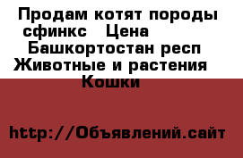 Продам котят породы сфинкс › Цена ­ 5 000 - Башкортостан респ. Животные и растения » Кошки   